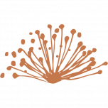 Caravel Minerals (CVV)のロゴ。
